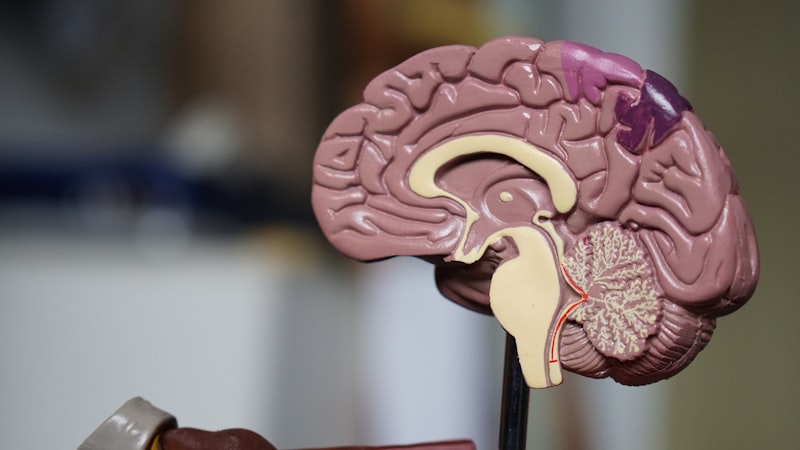 The Gut-Brain Axis: How Your Microbiome Influences Mental Health