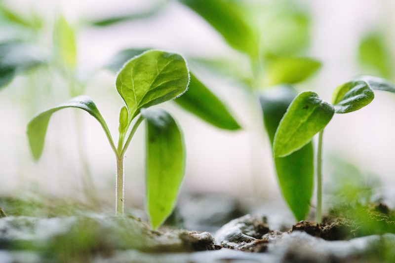 IBS Dietary Management: Evidence-Based Strategies for Symptom Relief